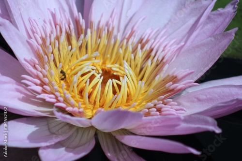 PINK AND YELLOW WATERLILY