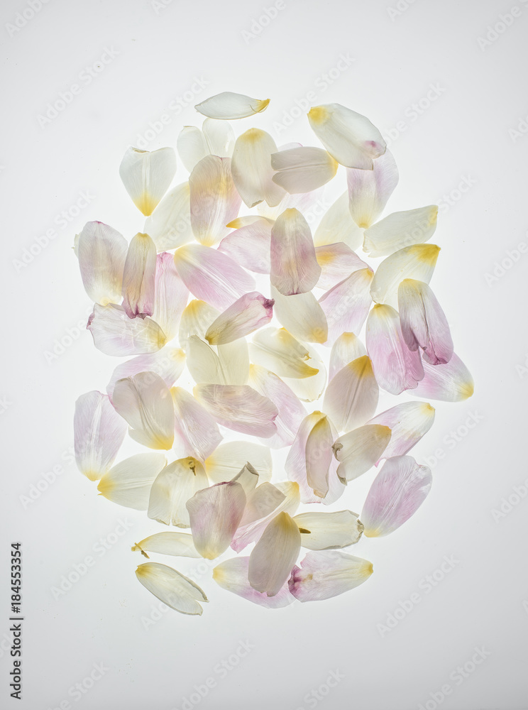 Fototapeta premium tulip petals heap isolated on white