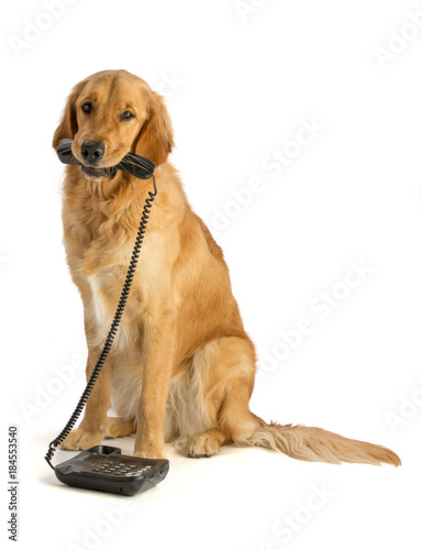 Golden retriever with phone