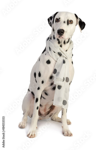 Dalmatian seated with scarf