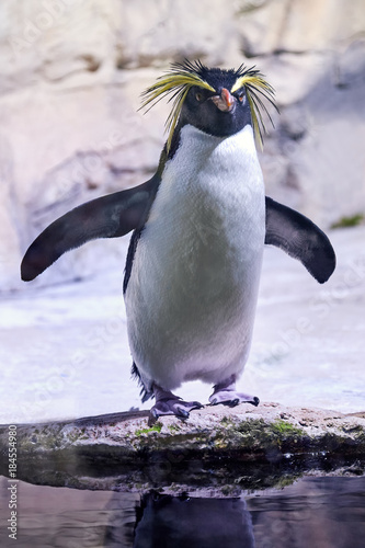 Northern rockhopper penguin (Eudyptes moseleyi), also known as Moseleys rockhopper penguin, or Moseley's penguin photo
