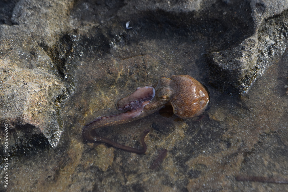 wild octopus on the stone