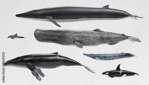 Leinwand Poster Realistic 3D Render of Whales Collection