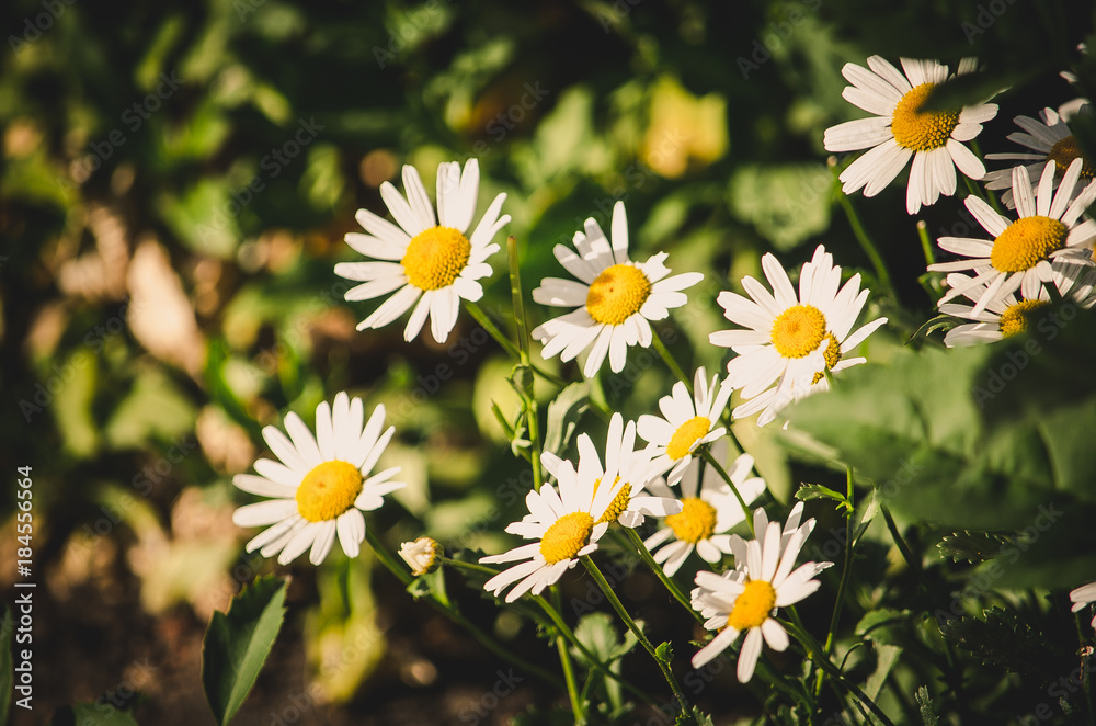 Fototapeta premium daisy
