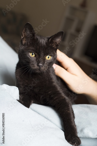Kara Kedi
