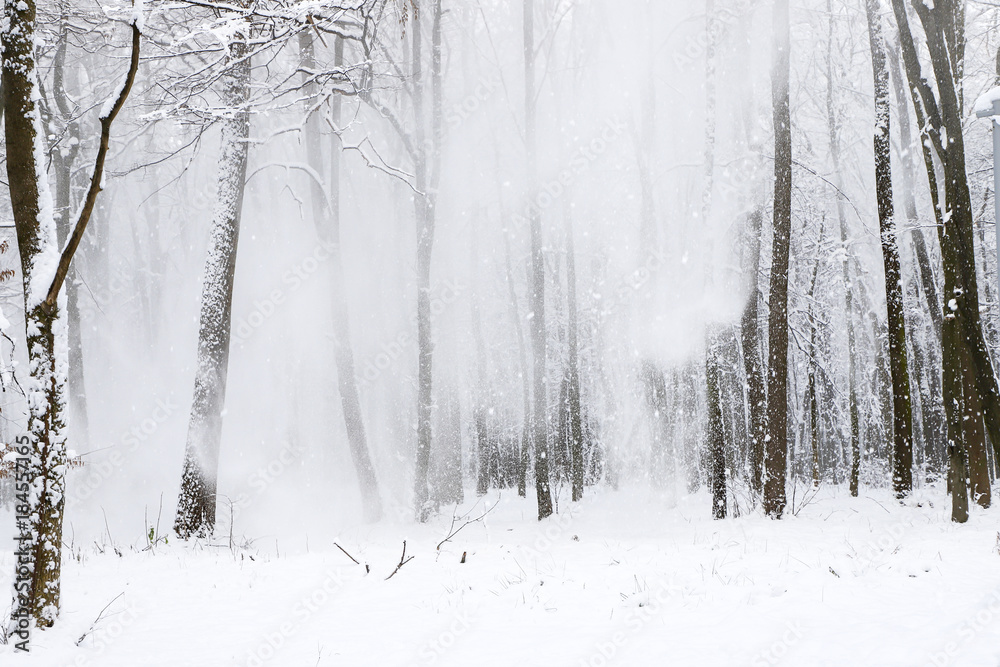 Fototapeta premium Snowfall in the forest.