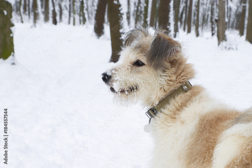 Shaggy dog in the park. Winter season.