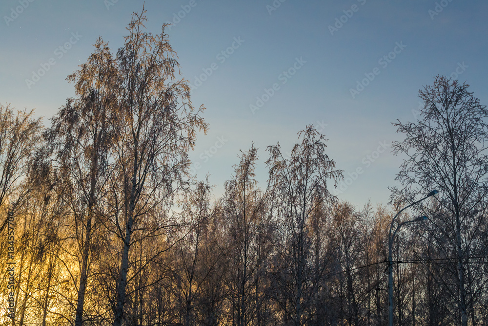 trees covered with snow on sky background trees covered with snow on sky background