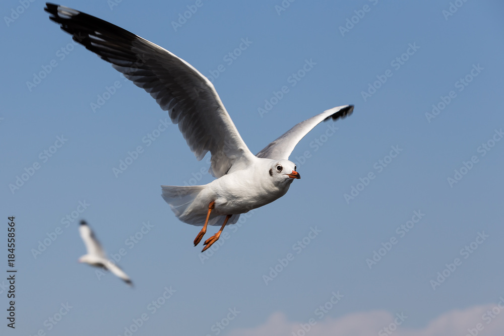 Obraz premium Seagulls fly in fresh blue days in the tropics.