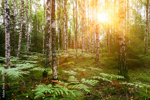 Fototapeta Brzozowy las w słońcu
