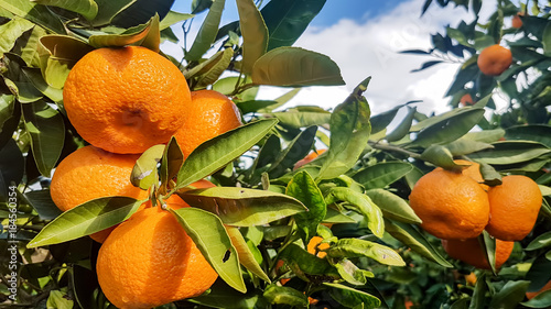 Mandalina Ağacı