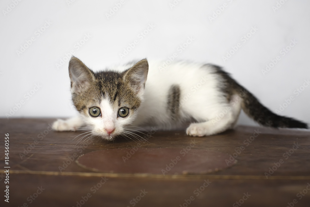 frightened kitten. He pressed himself to the floor. looks into the camera. Color mottled.