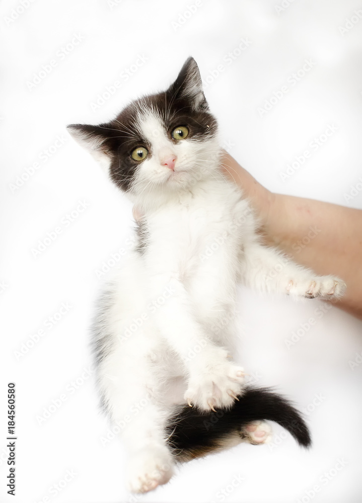 frightened kitten. The hand holds the kitten by the neck. looks into the camera.
