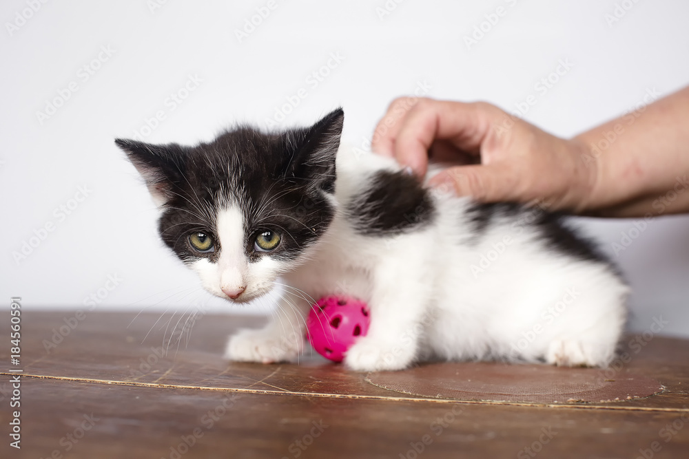 frightened kitten. A hand strokes a kitten. Sits on the floor, looks at the camera.