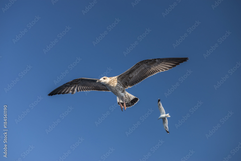Obraz premium seagull bird flying view from below