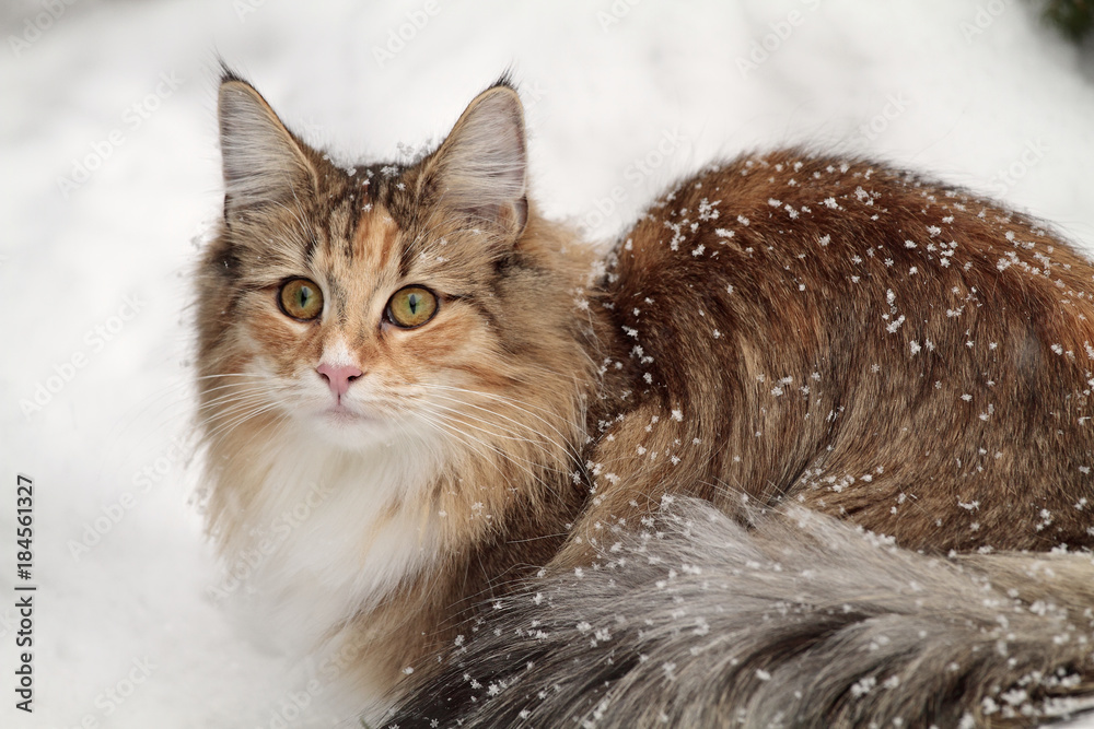 Norwegian forest cat with winter background Norwegian forest cat with winter background