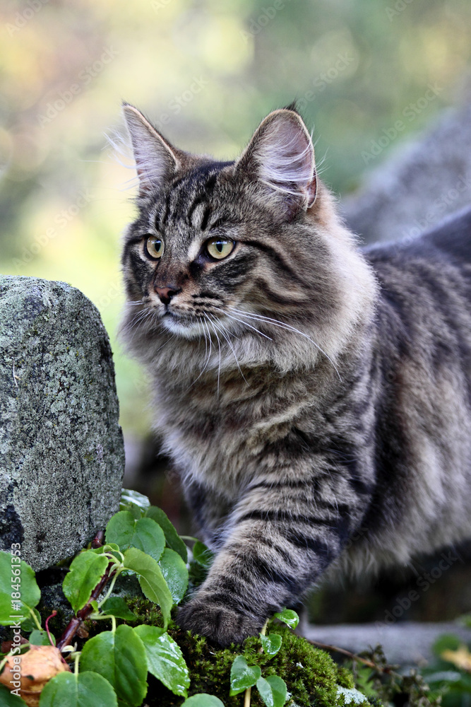 Young norwegian forest cat male standing on a stone Young norwegian forest cat male standing on a stone