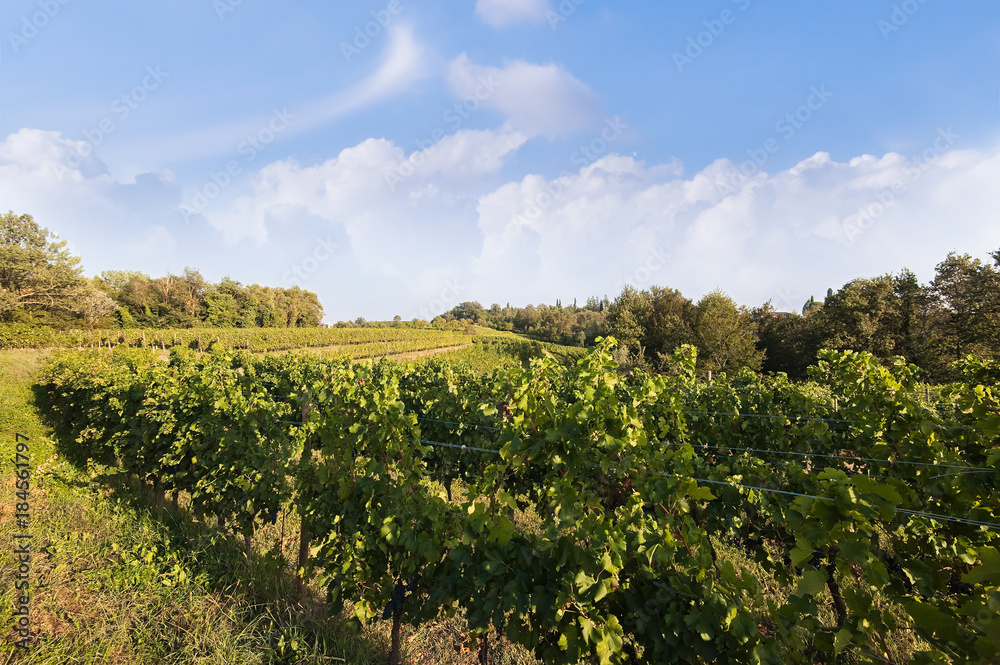 Landscape with vineyard and bleu sky with clouds.