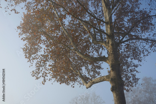 tree with red leaves on a misty day