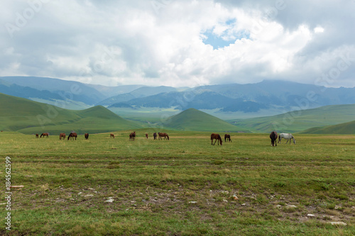 grazing herds of horses of plateau Assy Kazakhstan, Trans-Ili Alatau, nature plateau Assy Kazakhstan © Oleg