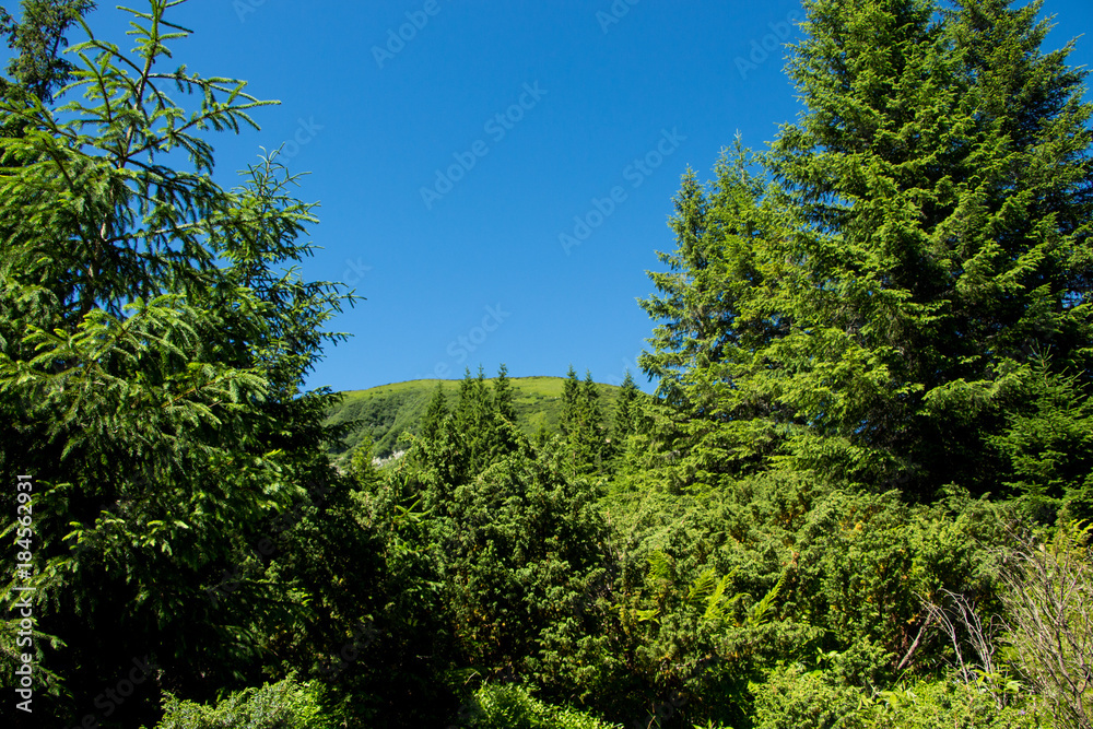 Landscape of the mountains and mountain natural green forest. Carpathian mountains. Europe. Ukraine. Landscape of the mountains and mountain natural green forest. Carpathian mountains. Europe. Ukraine.