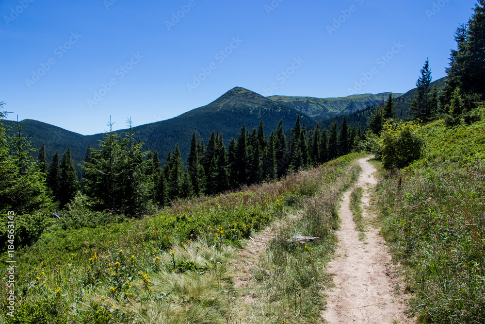 Landscape of the mountains and mountain natural green forest. Carpathian mountains. Europe. Ukraine.