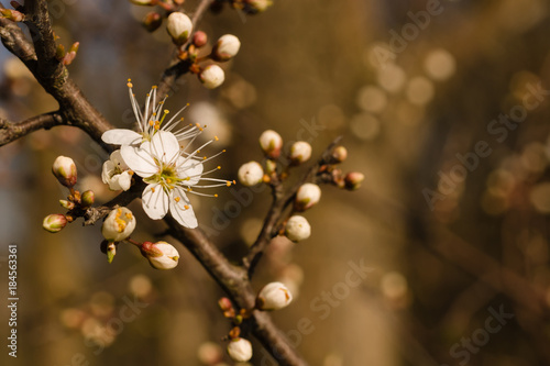 Blackthorn or prunus spinosa blossoms in late March a wild shrub native to the UK and Europe it produces sloe berries in late autumn