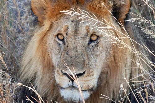 Serengeti Lions