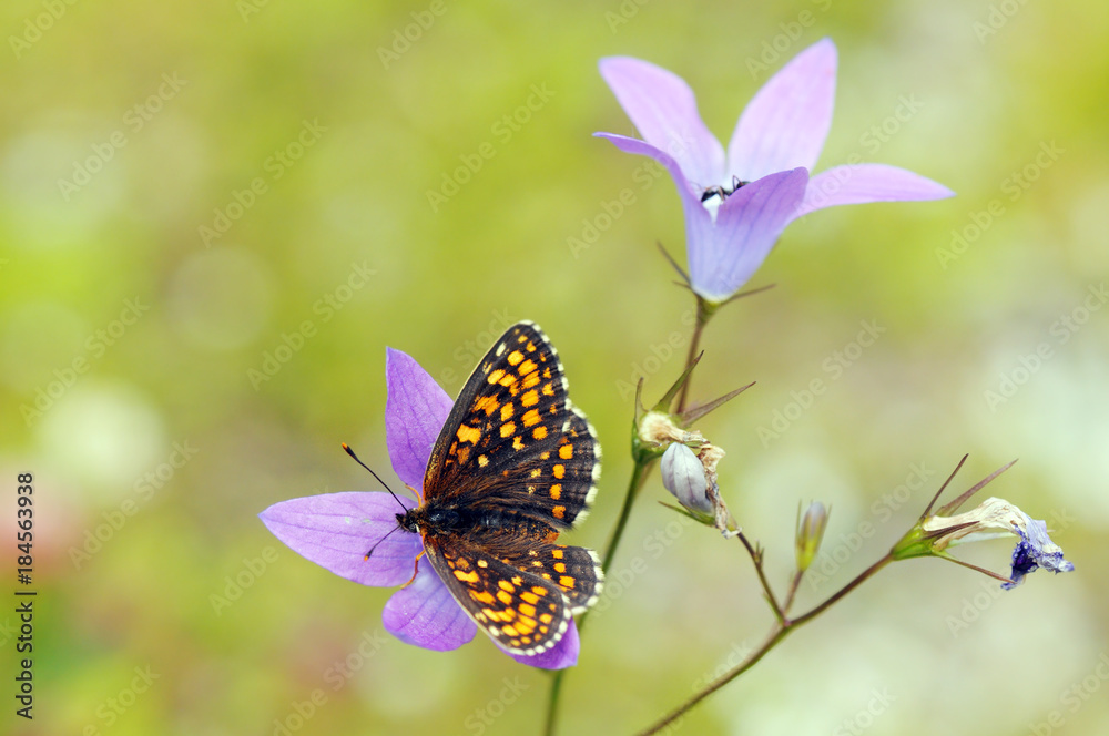 Obraz premium False Heath Fritillary butterfly (Melitaea diamina)