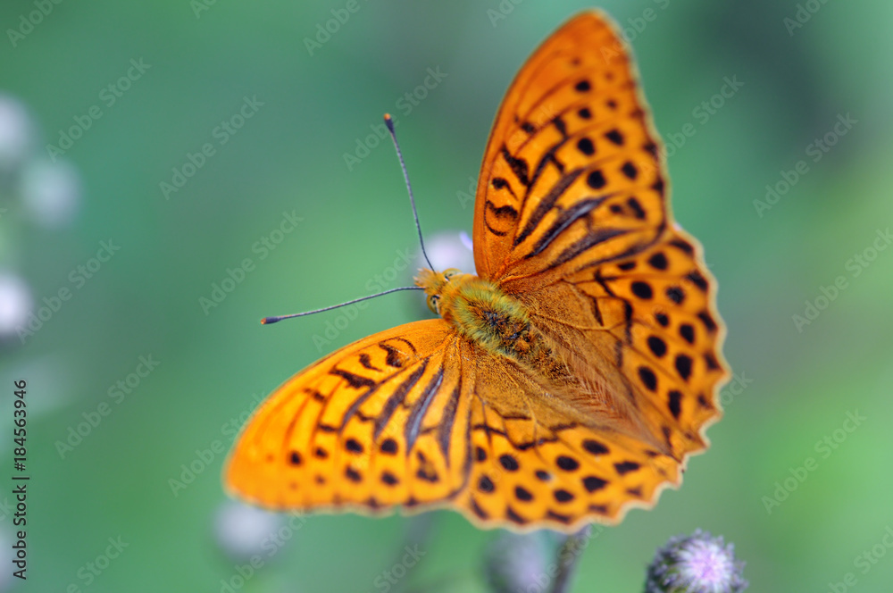 silver-washed fritillary (Argynnis paphia) butterfly silver-washed fritillary (Argynnis paphia) butterfly