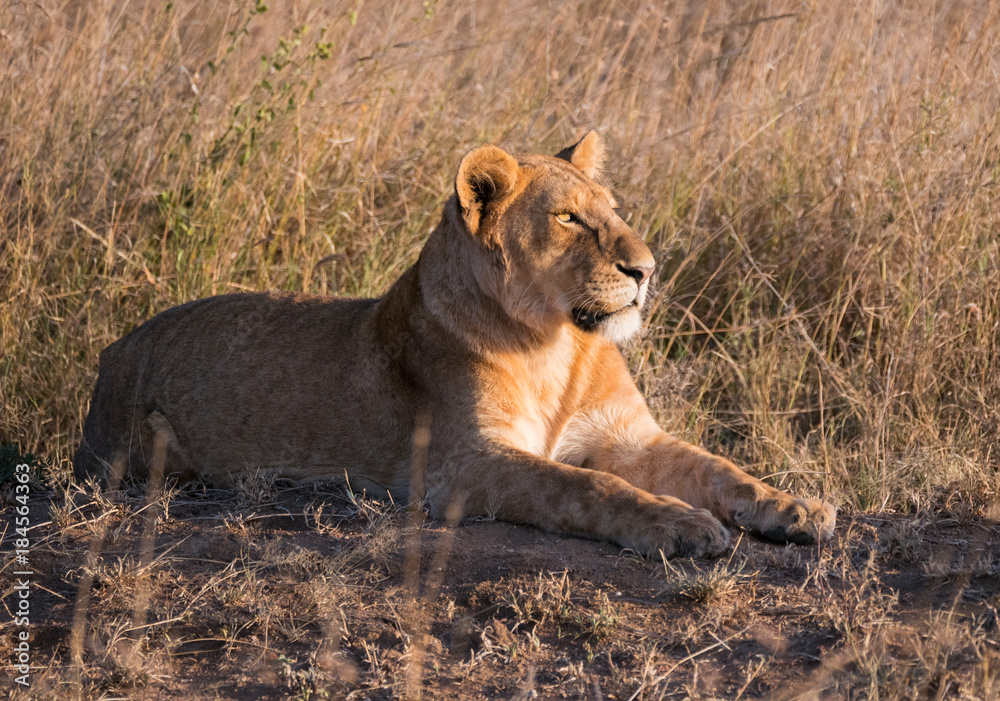Serengeti Lions Serengeti Lions