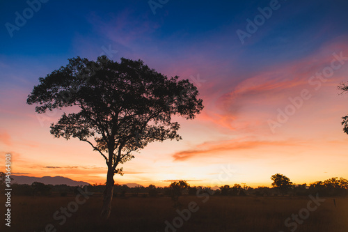 Silhouette tree and meadow in Sunrise.