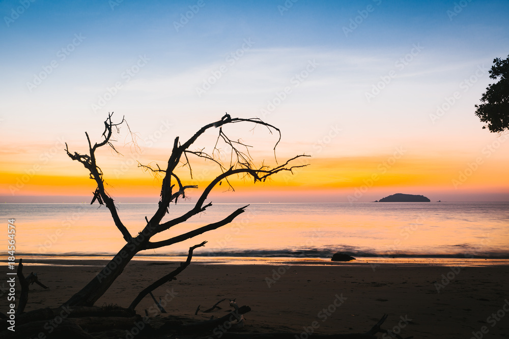 silhouette of dry tree on the beach at sunset. silhouette of dry tree on the beach at sunset.