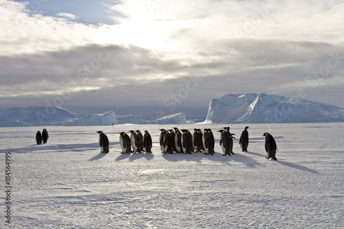 Emperor penguins(aptenodytes forsteri) walking on the ice amongst icebergs in the sea Davis