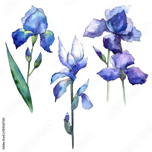 Fotografie Wildflower iris flower in a watercolor style isolated