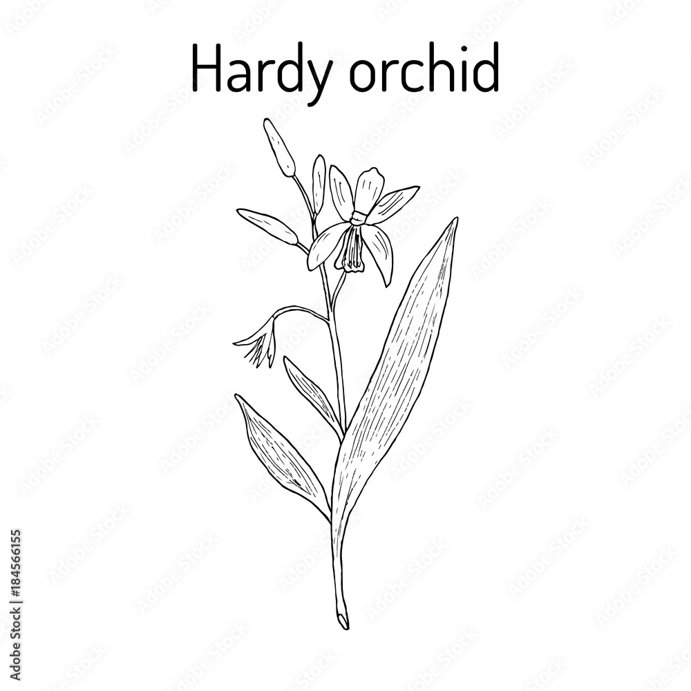 Obraz premium Hardy orchid, medicinal plant