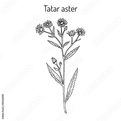 Tatarinows aster, medicinal plant.