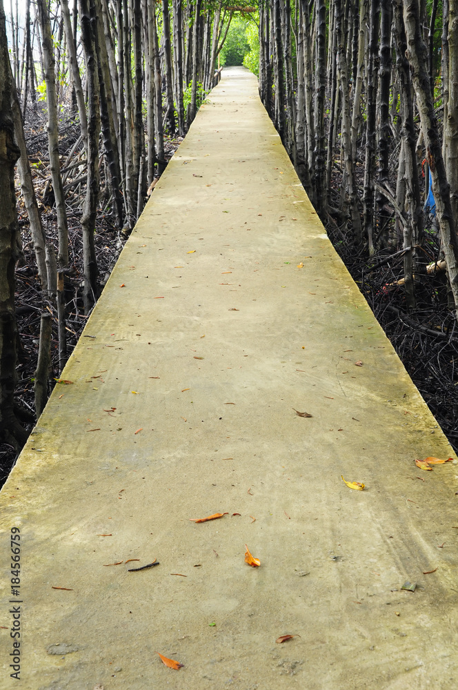 The walkway is made of concrete. For tourists to see the mangrove forest.