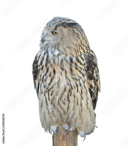 Eurasian Eagle owl (Bubo bubo)