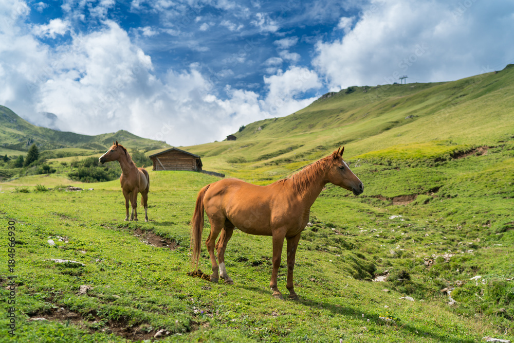 Obraz premium panorama tra le dolomiti con cavalli in libertà, quiete, natura e realx