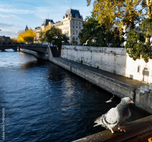 Birds in Paris. View from Pont au Double photo