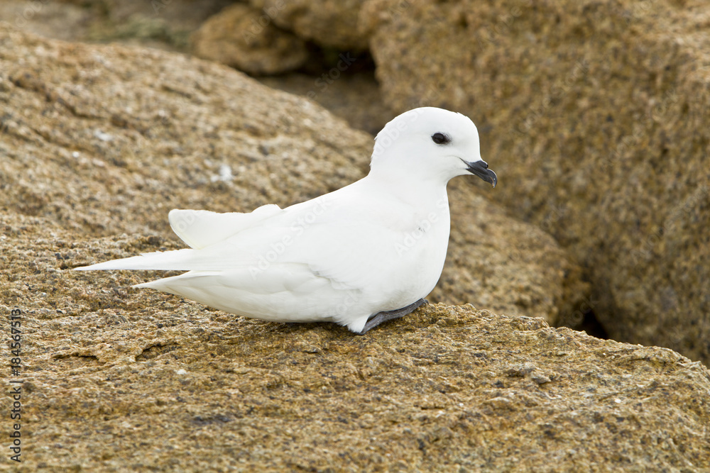 Snow Petrel on the rocks of the island of Haswell Snow Petrel on the rocks of the island of Haswell