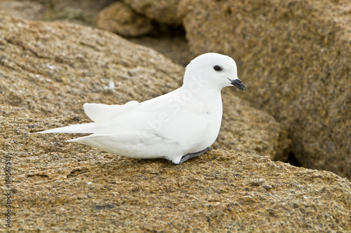 Snow Petrel on the rocks of the island of Haswell