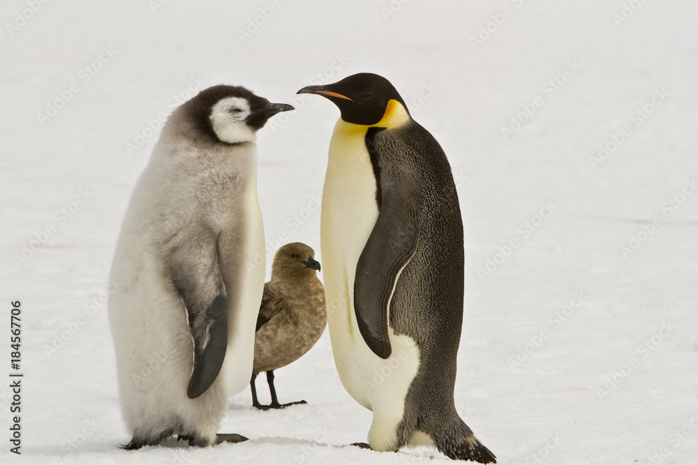 Obraz premium Almost adult Chicks the Emperor penguin(aptenodytes forsteri) colony on the ice of Davis sea