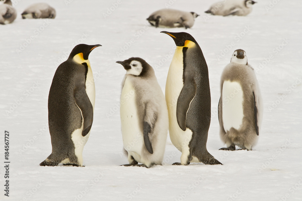 Obraz premium Almost adult Chicks the Emperor penguin(aptenodytes forsteri) colony on the ice of Davis sea