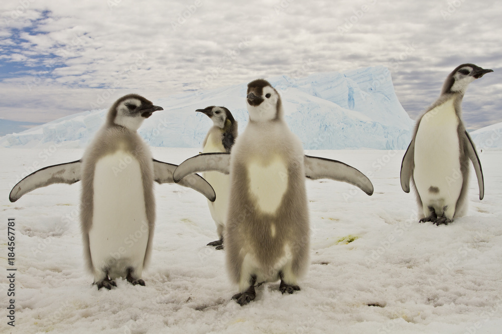 Obraz premium Almost adult Chicks the Emperor penguin(aptenodytes forsteri) colony on the ice of Davis sea