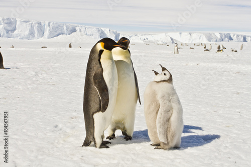 Almost adult Chicks the Emperor penguin aptenodytes forsteri  colony on the ice of Davis sea