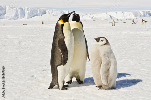 Almost adult Chicks the Emperor penguin aptenodytes forsteri  colony on the ice of Davis sea
