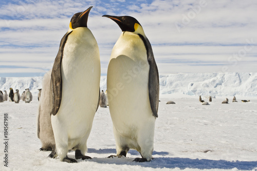 A couple of Emperor penguins aptenodytes forsteri colony on the ice of Davis sea