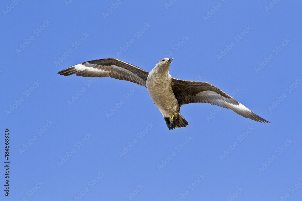 South polar Skua(catharacta maccormicki) in the sky Antarctica South polar Skua(catharacta maccormicki) in the sky Antarctica